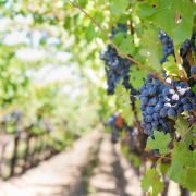 Spring Wine Trends 2017