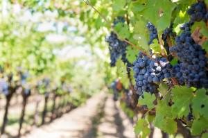 Spring Wine Trends 2017