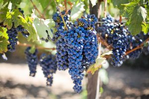 Wine Trends: A increase in international wine imports